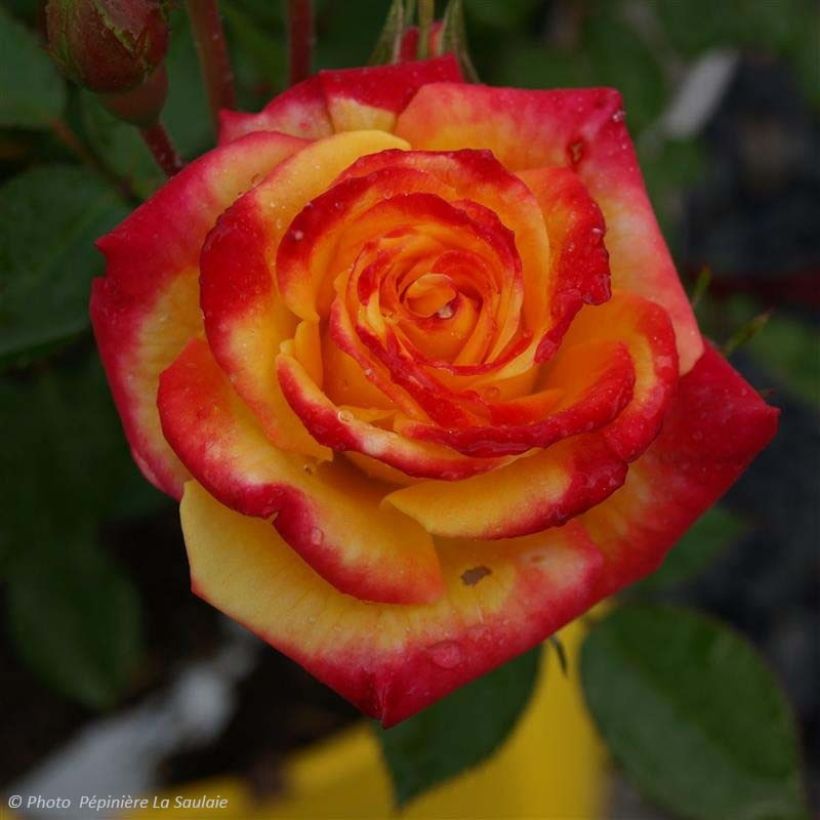 Rosa Flamina - Moderne Hybrid-Rose (Blüte)