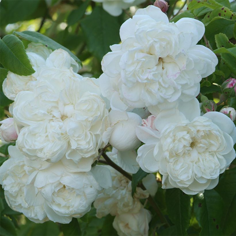 Rosa Aimée Vibert - Kletterrose (Blüte)