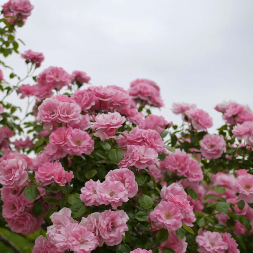 Rosa Bantry Bay - Kletterrose (Blüte)