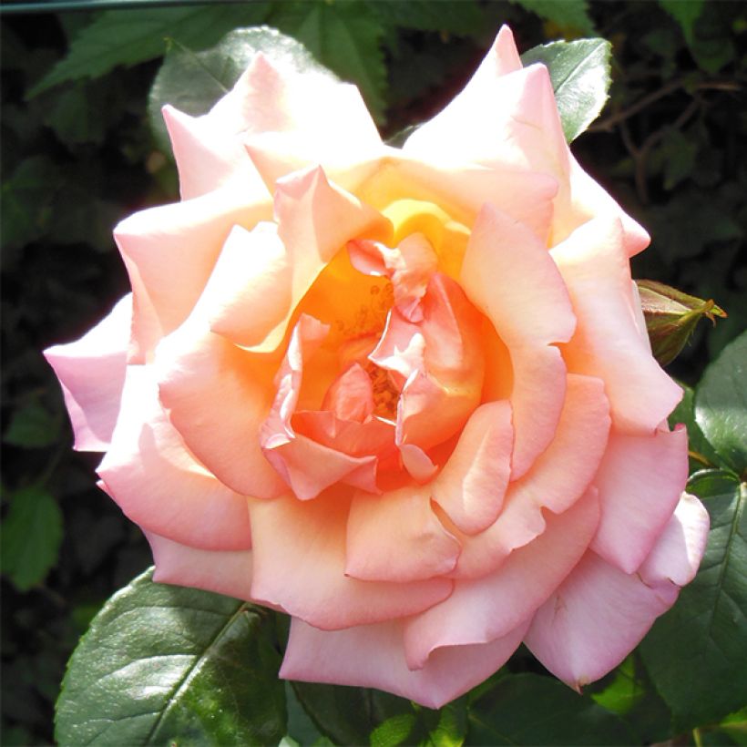 Rosa Compassion - Kletterrose (Blüte)