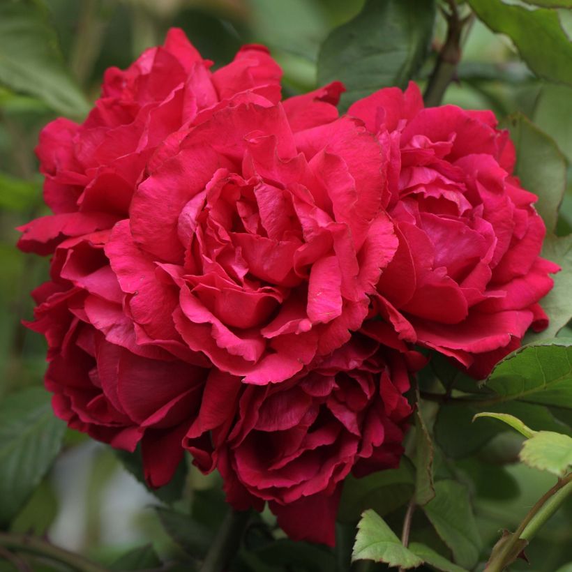 Rosa Blaze Superior - Kletterrose (Blüte)