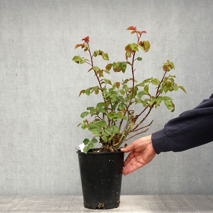 Exemplar von Rosier grimpant David Austin The Generous Gardener - Pot de 4L/5L wie im Frühjahr geliefert