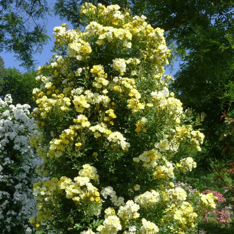 Rosa Golden Age - Kletterrose (Hafen)