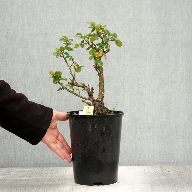 Exemplar von Rosier grimpant Hanabi en pot de 4L wie im Herbst geliefert