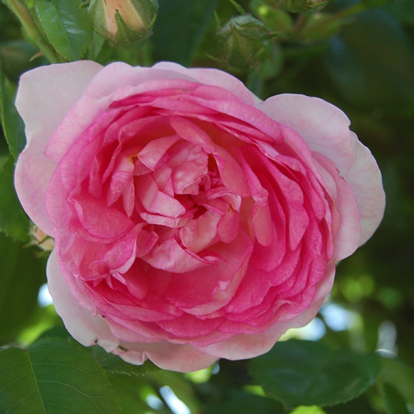 Rosa Jasmina - Kletterrose (Blüte)