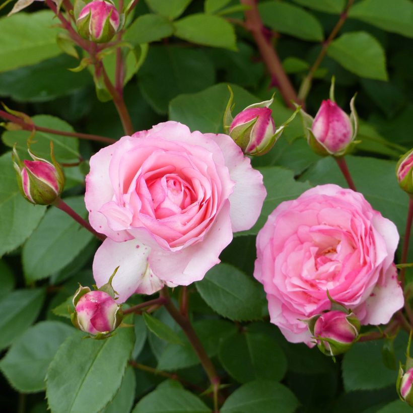 Rosa Mini Eden Rose - Kletterrose (Blüte)