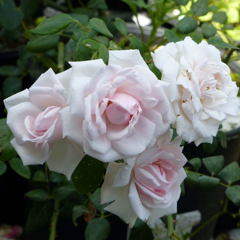 Rosa wichuraiana New Dawn - Kletterrose (Blüte)