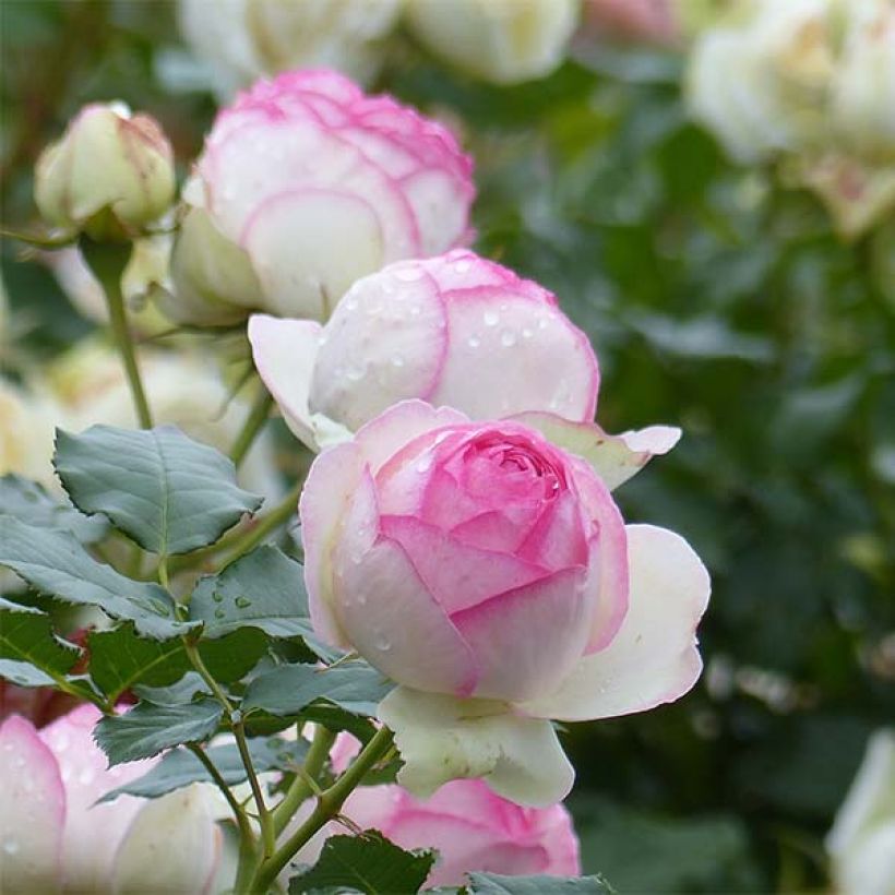 Rosa Pierre de Ronsard - Kletterrose (Blüte)