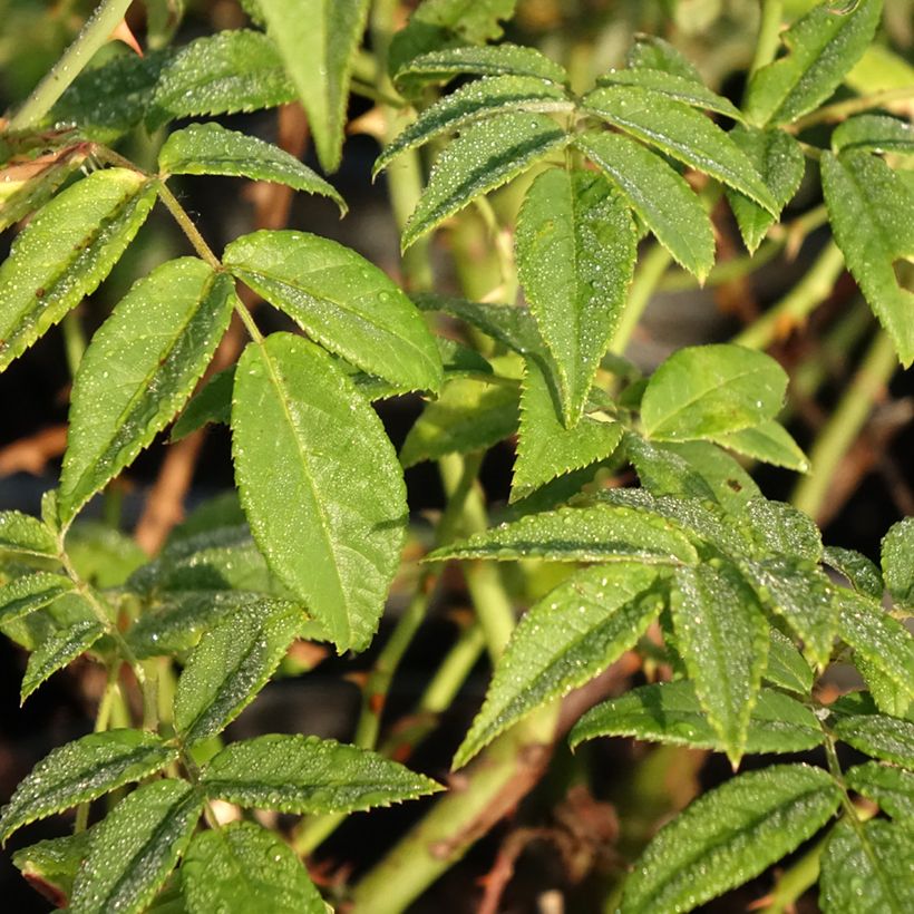 Rosa multiflora Seagull - Kletterrose (Laub)