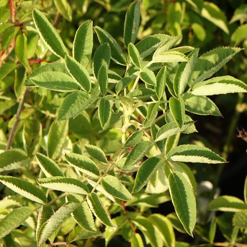 Rosa Siluetta Crimson - Kletterrose (Laub)