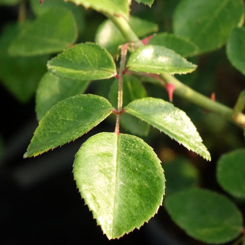 Rosa wichuraiana White New Dawn - Kletterrose (Laub)