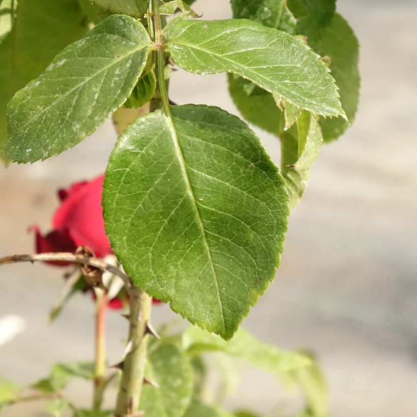 Rosa Rosier Leo Ferré - Edelrose (Laub)