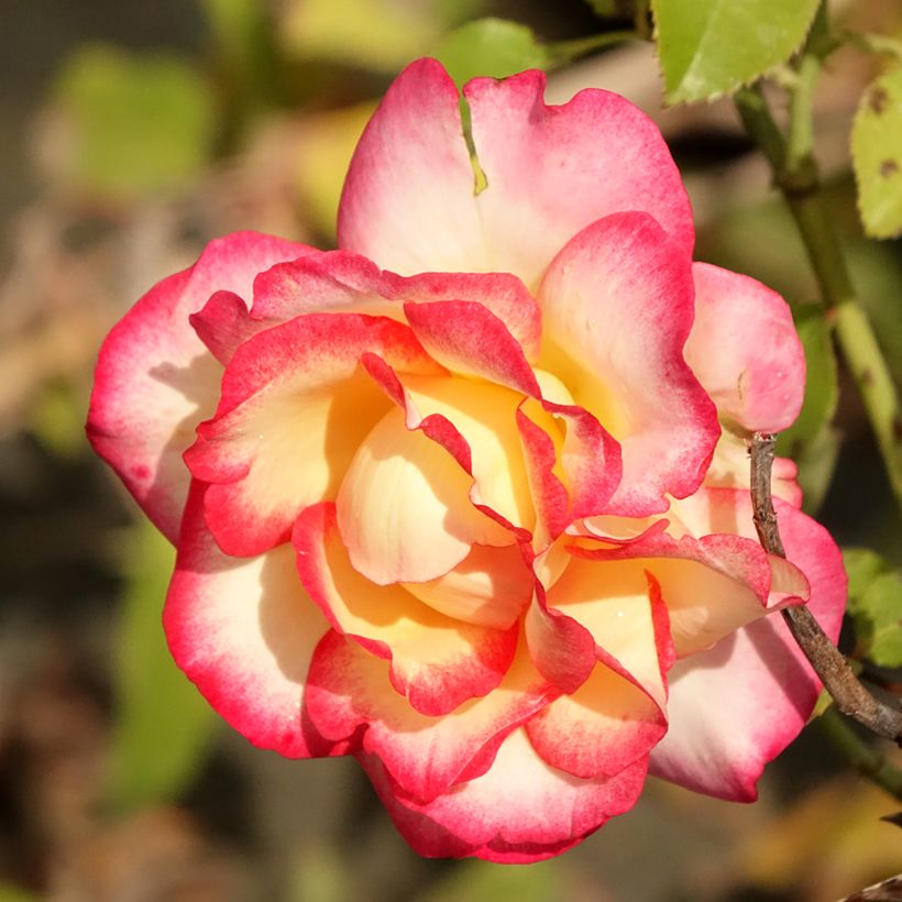 Rosa Rosier Leo Ferré - Edelrose (Blüte)