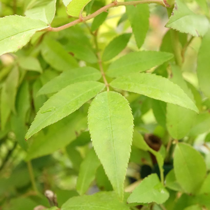 Rosa banksiae Purezza - Meran-Rose (Laub)