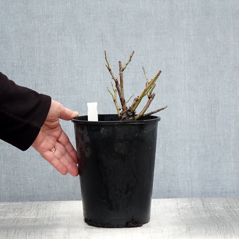 Exemplar von Rosier liane Felicité et Perpétue en pot de 4L wie im Herbst geliefert