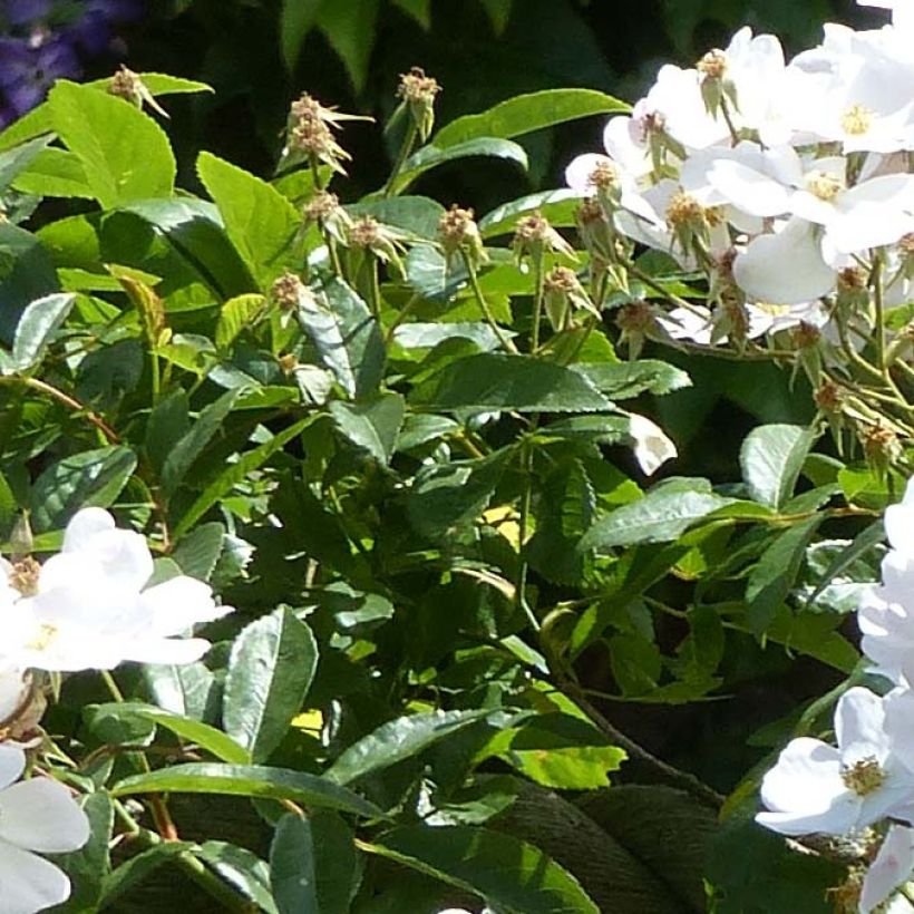 Rosa moschata Francis E Lester - Moschus Rambler-Rose (Laub)