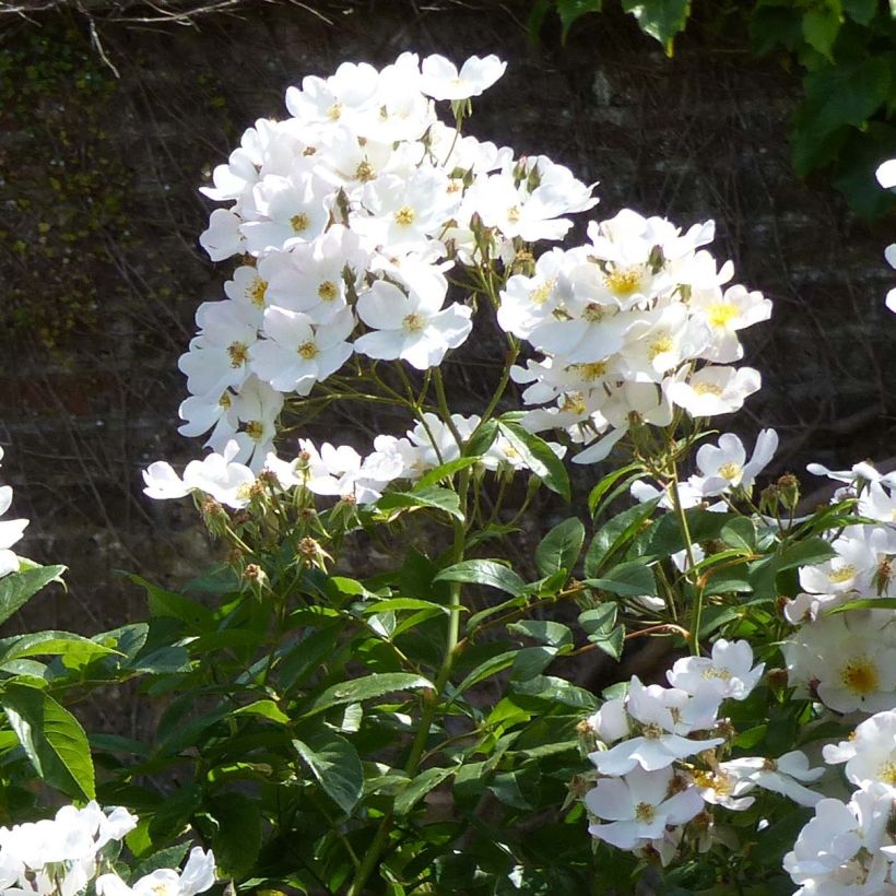 Rosa moschata Francis E Lester - Moschus Rambler-Rose (Blüte)