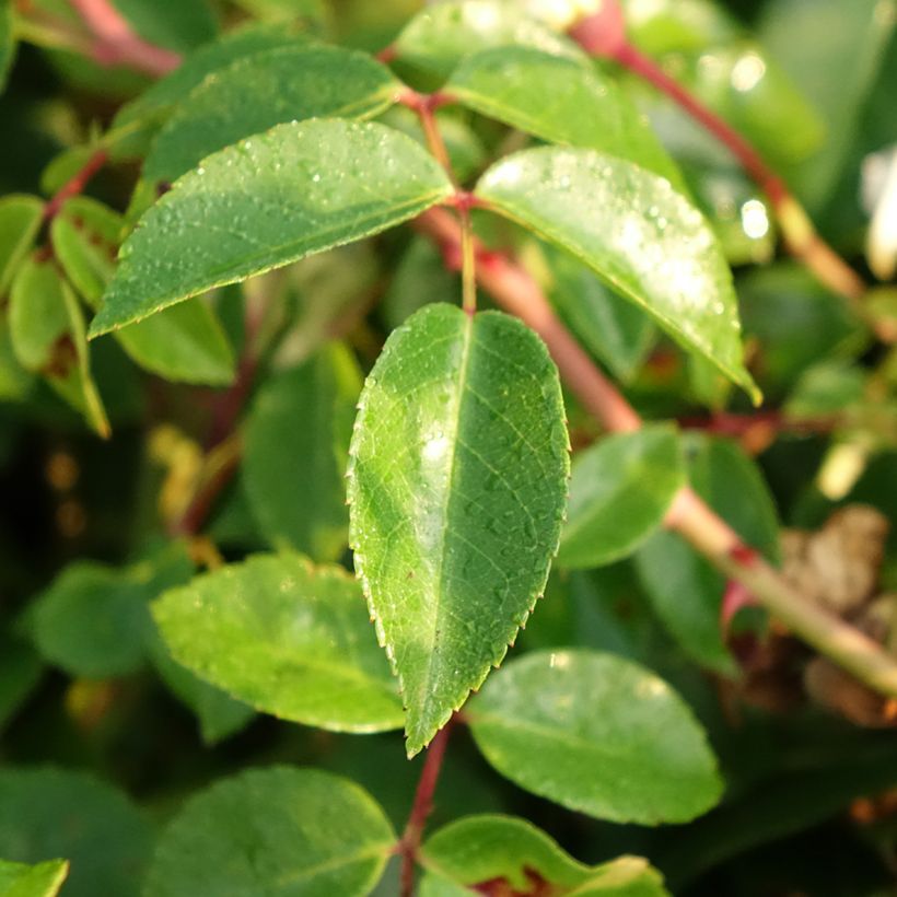 Rosa wichuraiana Paul Noel - Rambler-Rose (Laub)