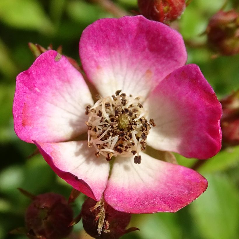 Rosa Cutie Pie - Zwerg-Parkrose (Blüte)