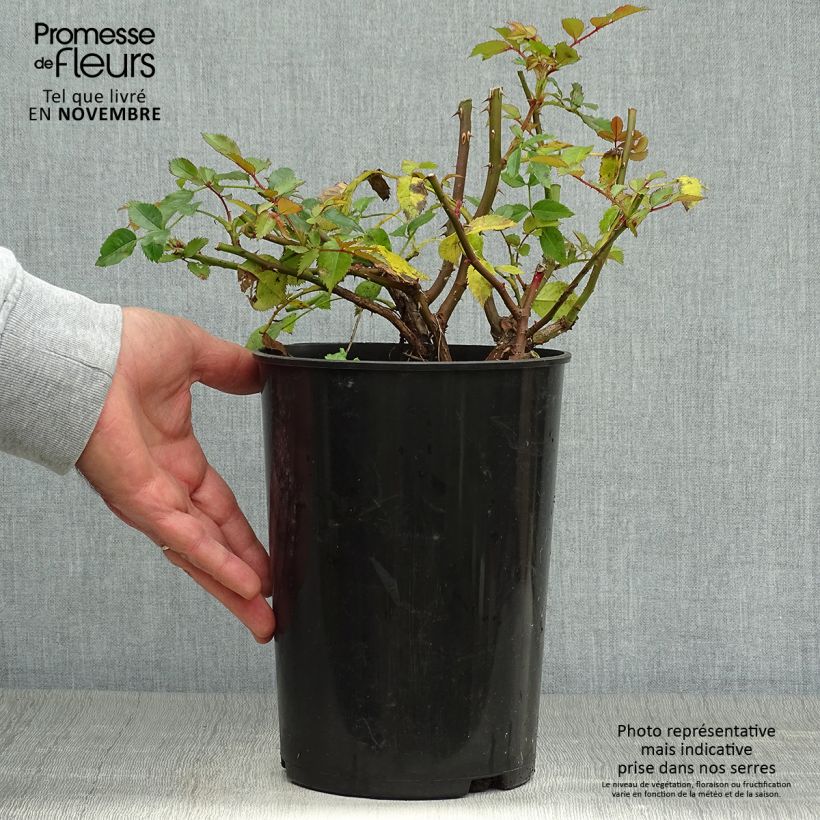 Exemplar von Rosa persica Maestro Babylon Eyes - Zwerg-Parkrose wie im Herbst geliefert