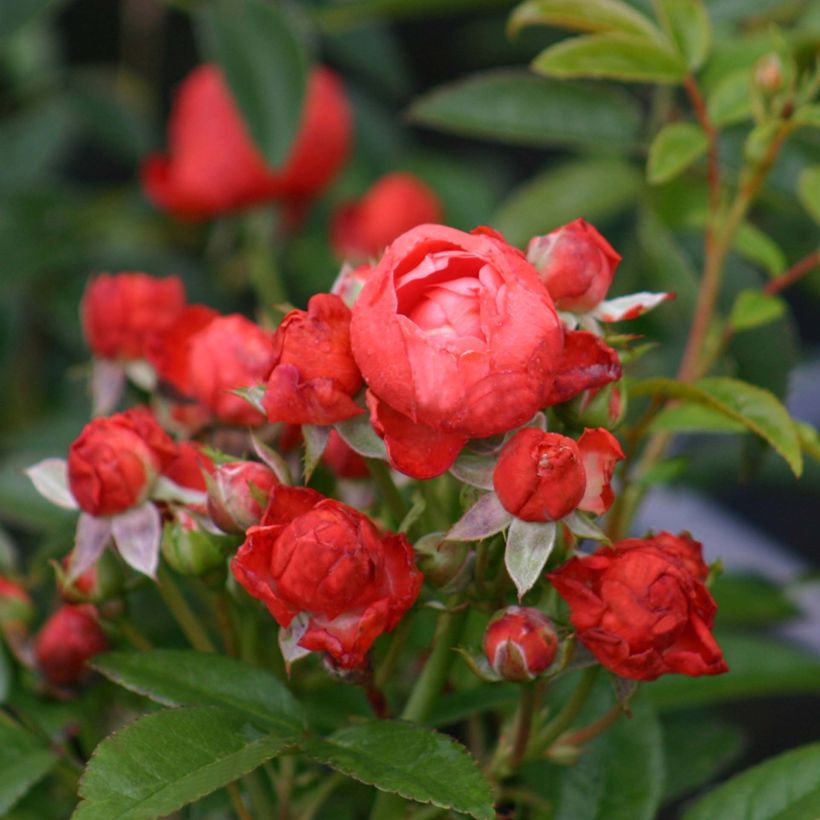 Rosa polyantha Koster Orange - Zwerg-Parkrose (Blüte)