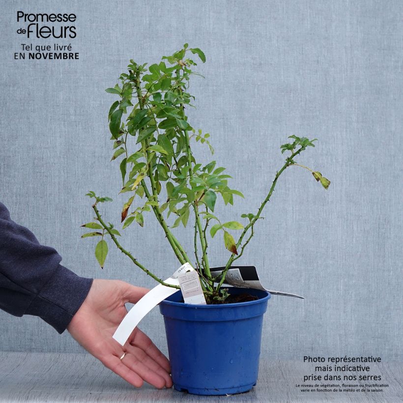 Exemplar von Rosier paysager Rosanatura® Alba® - pot de 2L/3L wie im Herbst geliefert