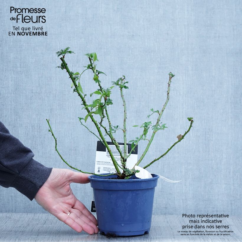 Exemplar von Rosier paysager Rosanatura® Rosea® - Pot de 2L/3L wie im Herbst geliefert