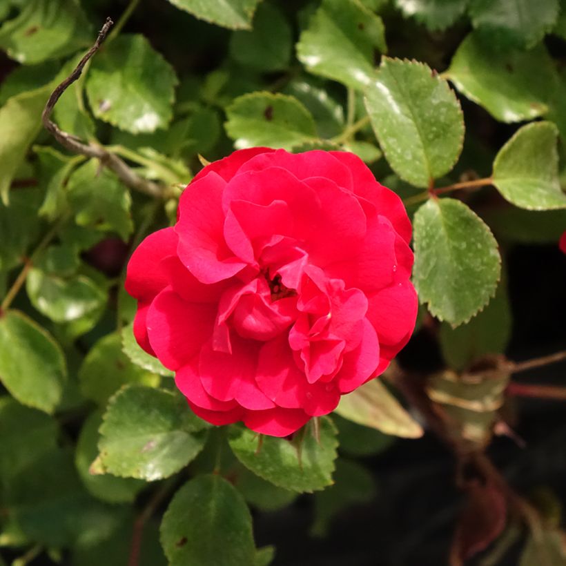 Rosa Rigo Rosen Caracho - Rigo-Rose (Blüte)