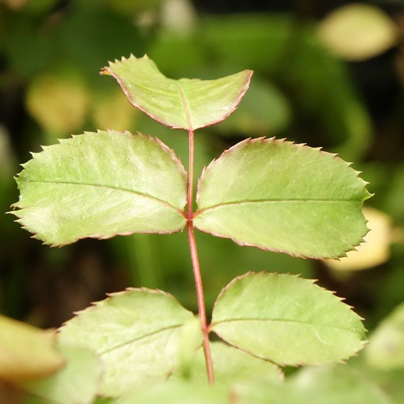 Rosa persica See You In Pink - Persische Rose (Laub)