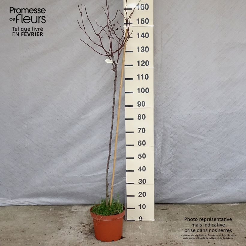 Exemplar von Rosier Tige anglais David Austin Gabriel Oak (Auscrowd) - Pot de 7.5L wie im Winter geliefert