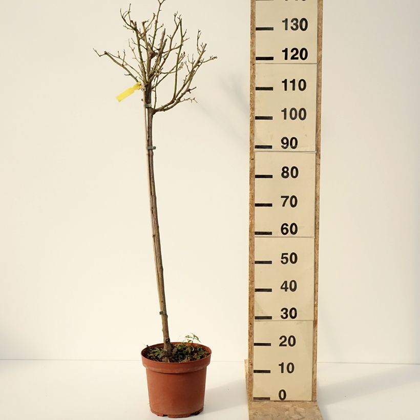 Exemplar von Stammrose Côté jardin Orapent Topf mit 7,5L/10LGelieferte Höhe ca. 110/150cm wie im Winter geliefert