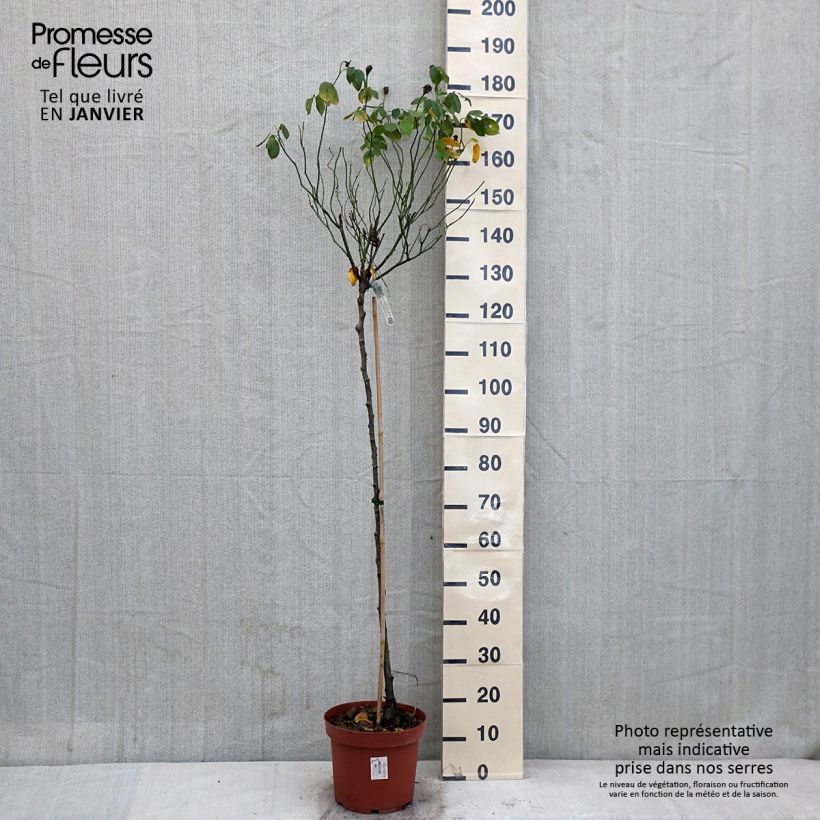 Exemplar von Rosier Tige David Austin Claire Austin - pot de 7.5L wie im Winter geliefert