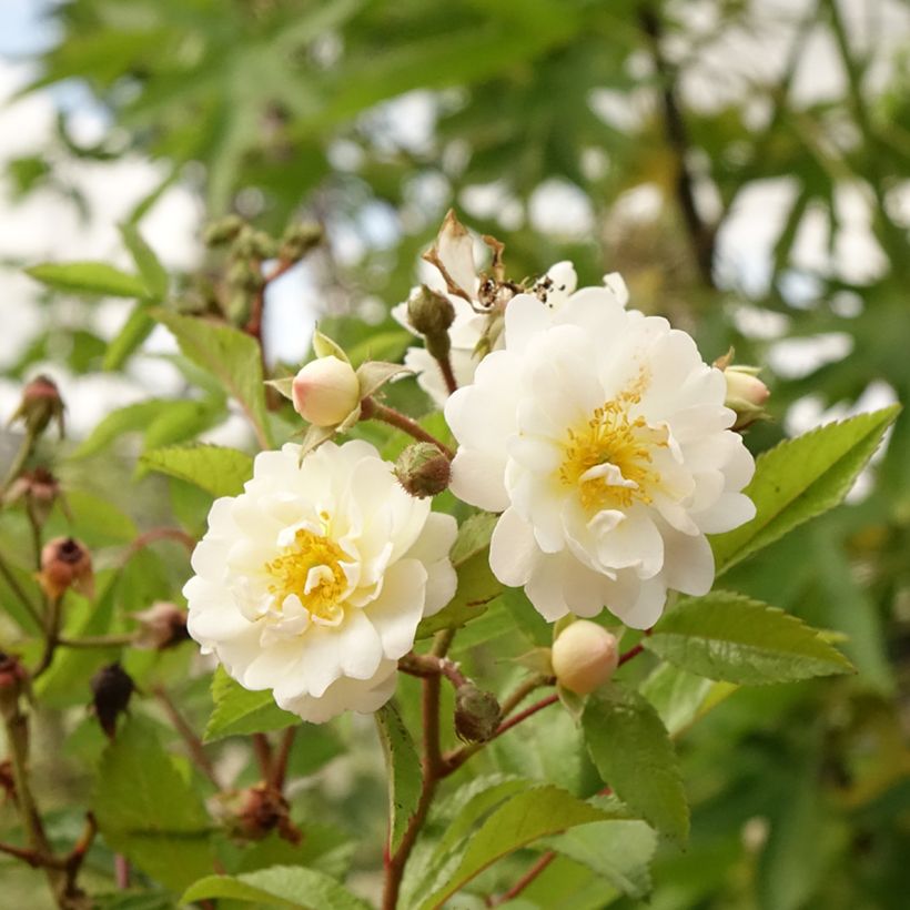 Stammrose Guirlande d'Amour (Blüte)