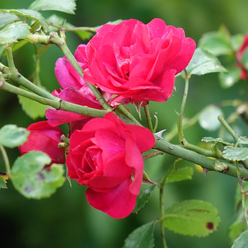 Stammrose Gärtnerfreude (Toscana) (Blüte)