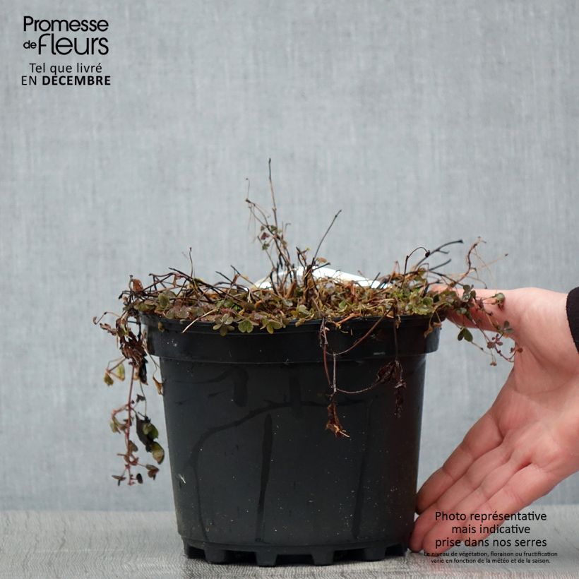 Exemplar von Rubus arcticus Beata - Framboisier de l'arctique - Pot de 2L/3L wie im Winter geliefert