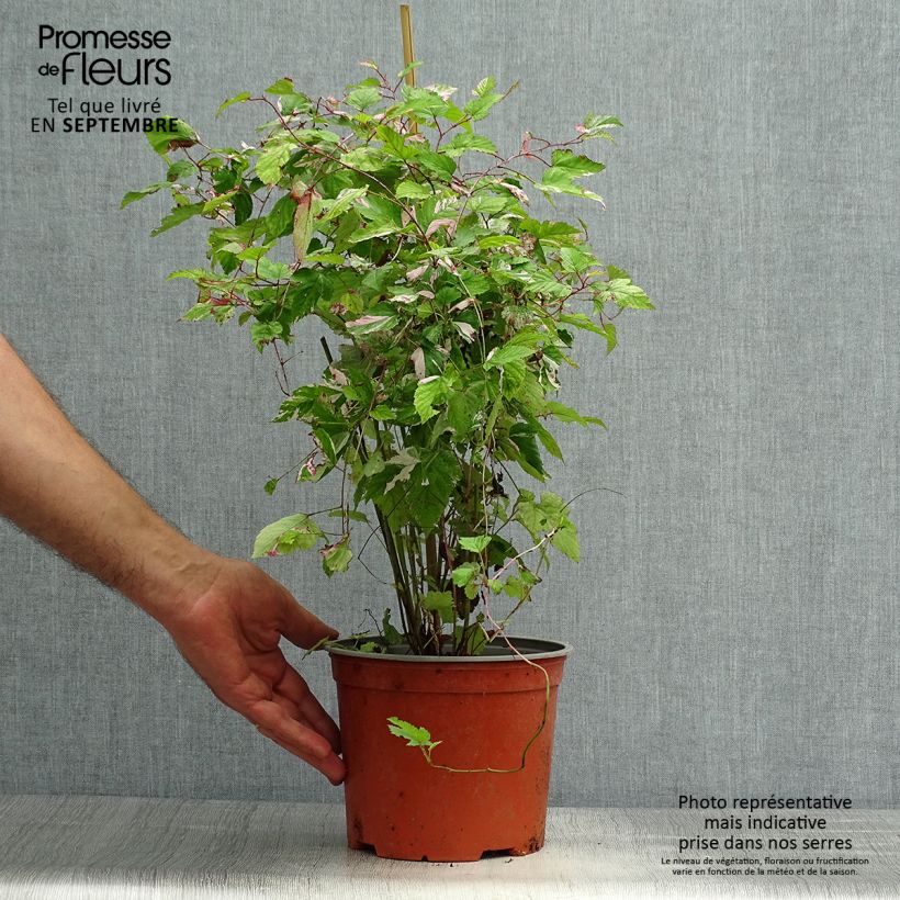 Exemplar von Rubus microphyllus Variegatus - Ronce d'ornement panachée Pot de 3L/4L wie im Herbst geliefert