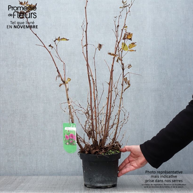 Exemplar von Rubus spectabilis Olympic Double (Flore Pleno) - Ronce d'ornement Pot de 3L/4L wie im Herbst geliefert