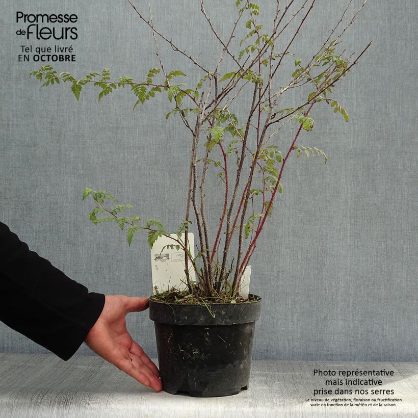 Exemplar von Rubus thibetanus Silver Fern - Ronce d'ornement Pot de 3L/4L wie im Herbst geliefert