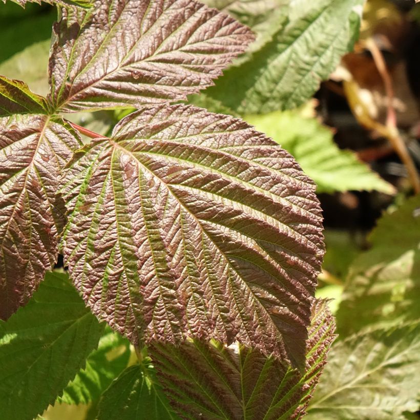 Himbeere Glen Coe - Rubus x neglectus (Laub)