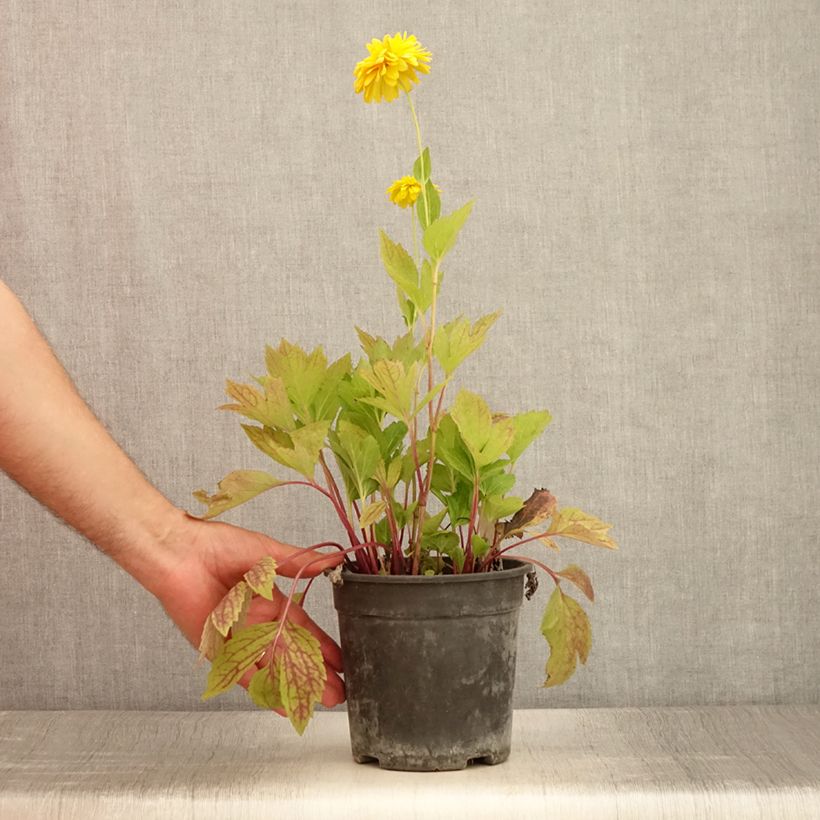 Exemplar von Rudbeckia laciniata Goldquelle - Pot de 2L/3L wie im Sommer geliefert