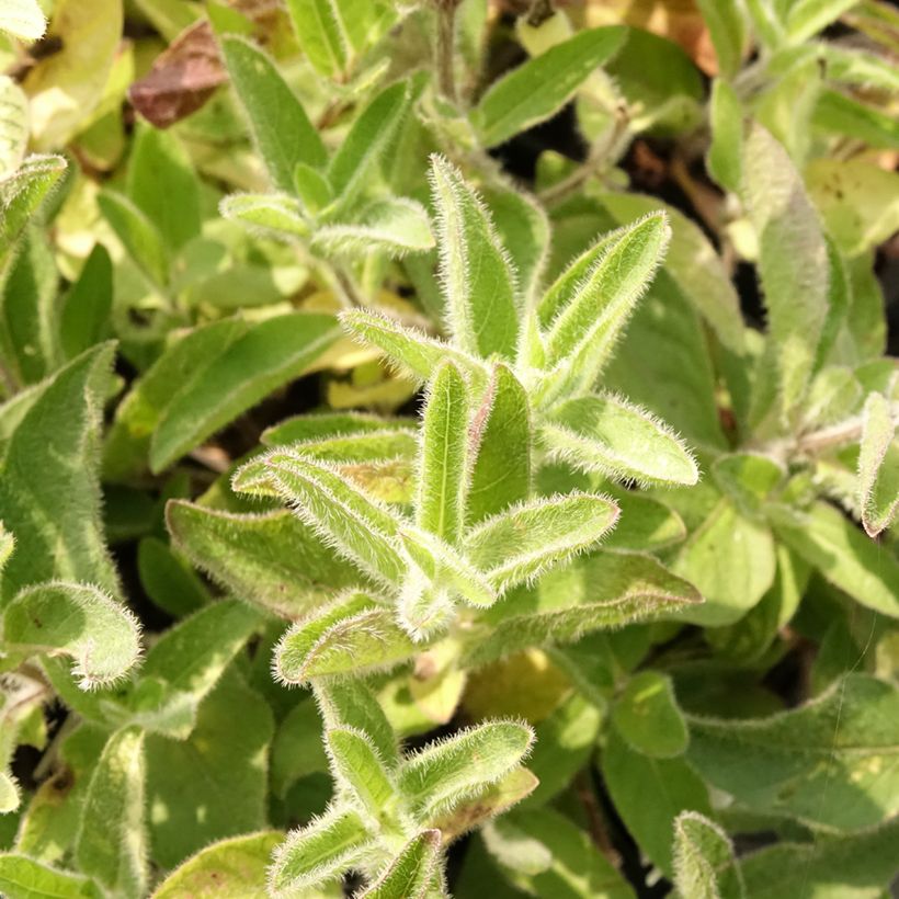 Ruellia humilis - Behaarte Ruellie (Laub)