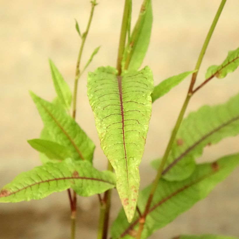 Ampfer - Rumex sauvignea (Laub)