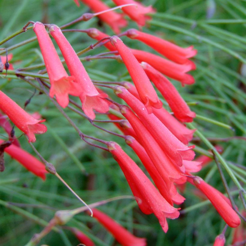 Russelia equisetiformis - Russelie (Blüte)