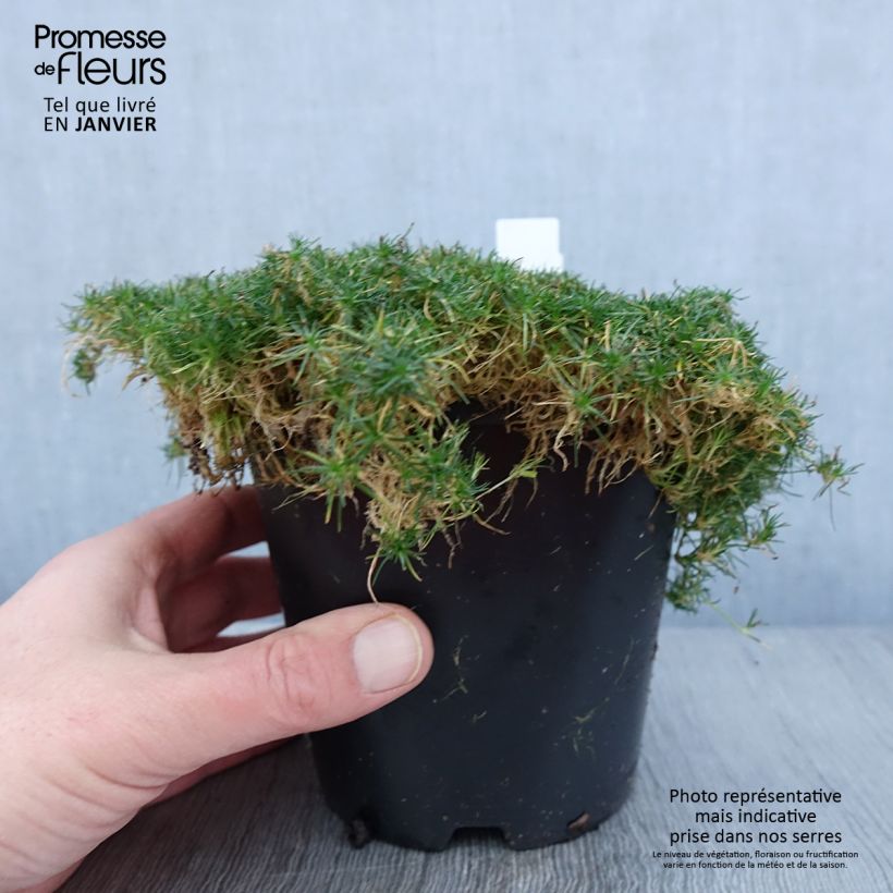 Exemplar von Sagina subulata Green Moss - Pfriemblättriges Mastkraut wie im Winter geliefert