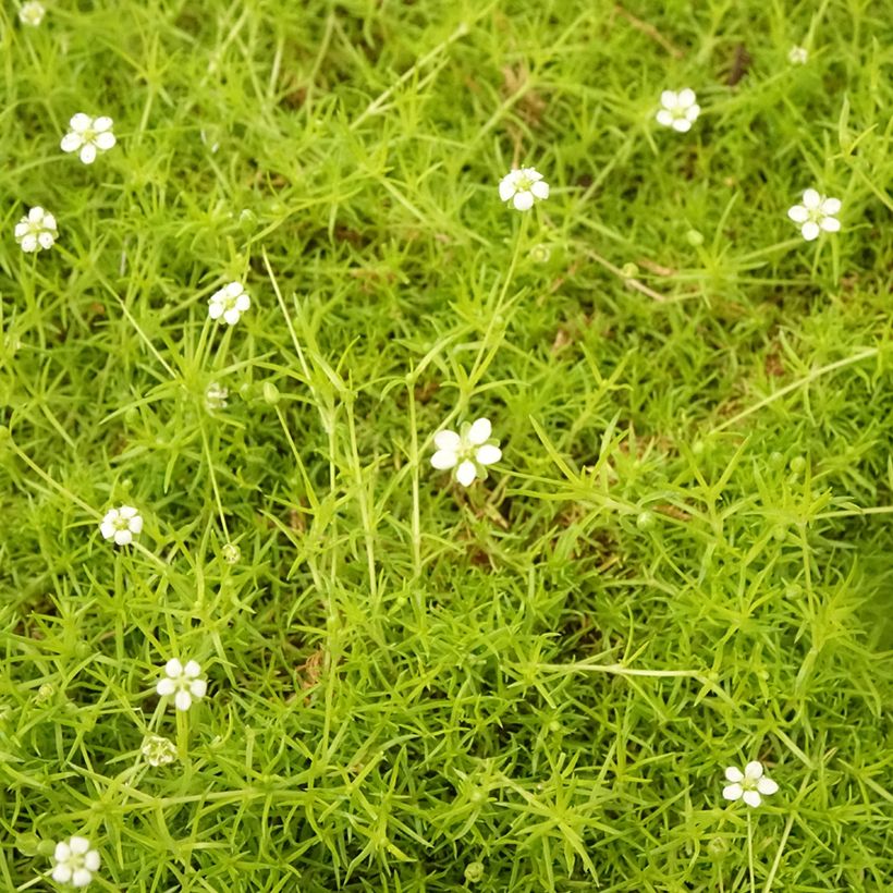 Sagina subulata Aurea - Pfriemblättriges Mastkraut (Laub)