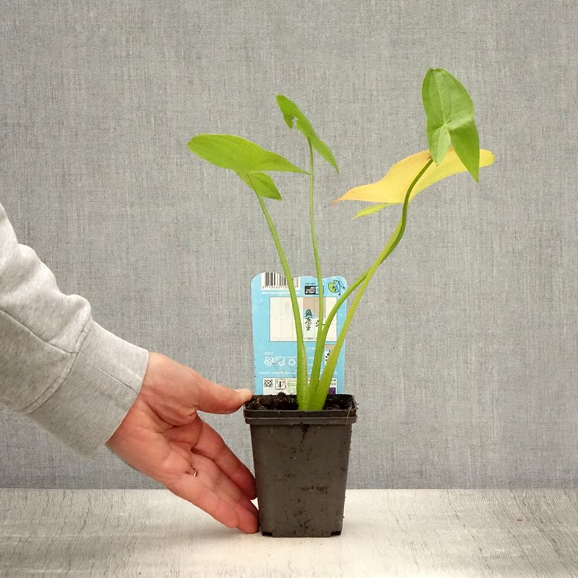 Exemplar von Sagittaria latifolia - Sagittaire à larges feuilles - Godet de 8/9 cm wie im Sommer geliefert