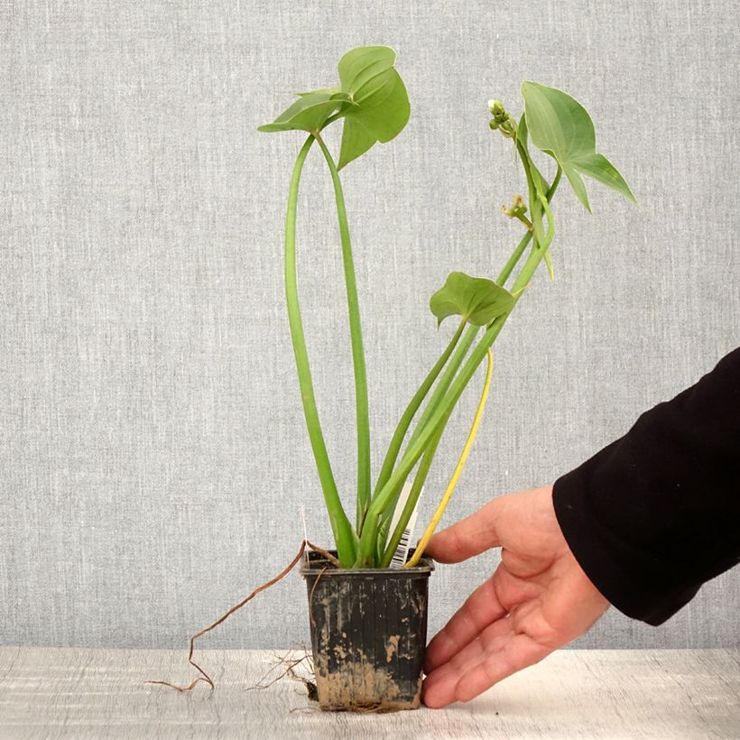 Exemplar von Sagittaria montevidensis - Sagittaire de Montevideo - Godet de 8/9 cm wie im Frühjahr geliefert