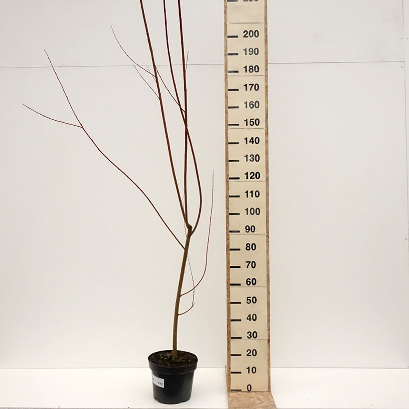 Exemplar von Silber-Weide Strachowo - White Willow, Common Willow Topf mit 7,5L/10LGelieferte Höhe ca. 250/+cm wie im Winter geliefert