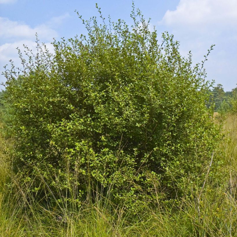 Ohr-Weide - Salix aurita (Hafen)