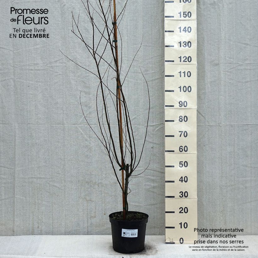 Exemplar von Salix babylonica Crispa Pot de 7.5L/10L wie im Winter geliefert